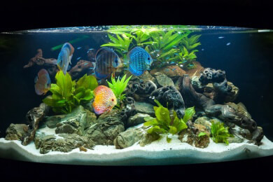 Eine Krake als neues Haustier