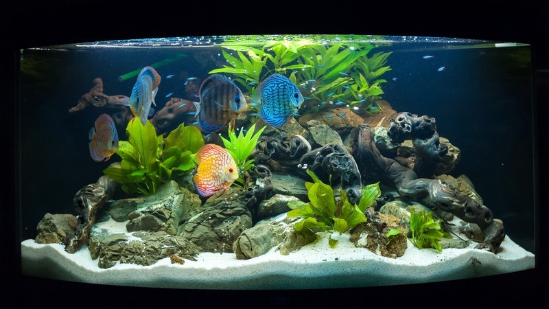Exotische Fische im Aquarium, Salzwasseraquarium