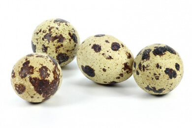 Intelligente Tarnungsstrategie von Wachteln - Nistplatz nach Musterung der Eier