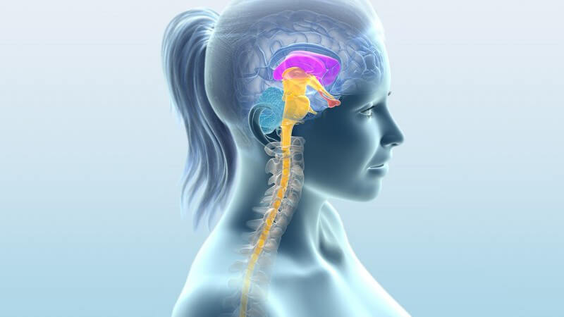 Seitenansicht Grafik Frauenoberkörper, Gehirn bunt dargestellt