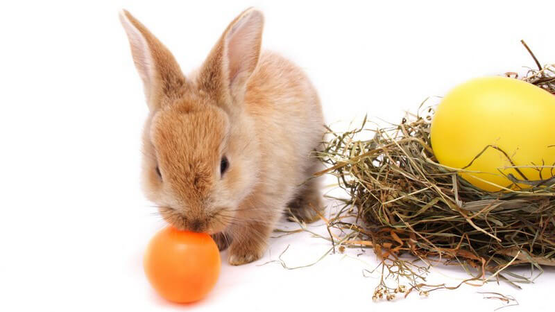 Kleiner Hase schnuppert an orangenem Osterei, daneben Nest mit gelbem Ei