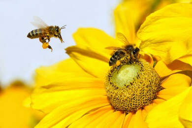 Bienen und Pflanzen ergänzen einander schon seit 123 Millionen Jahre
