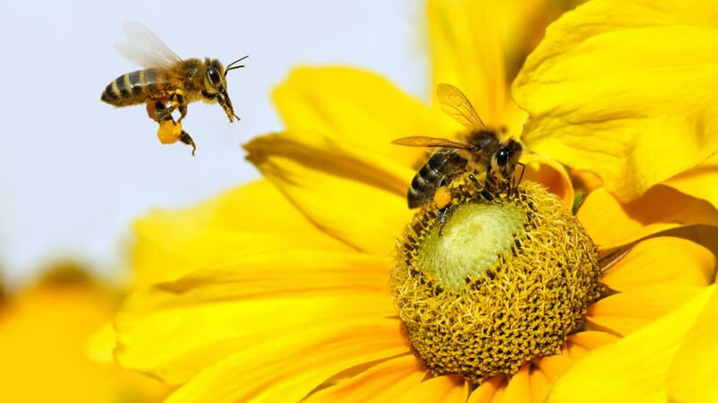 Bestäubung: Honigbienen sitzen auf gelber Blume