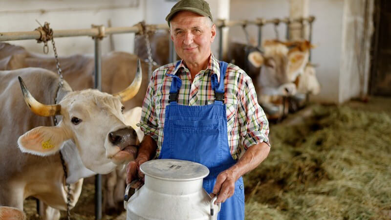 Bio-Bauernhof: Bauer mit Milchkrug, neben ihm Kühe