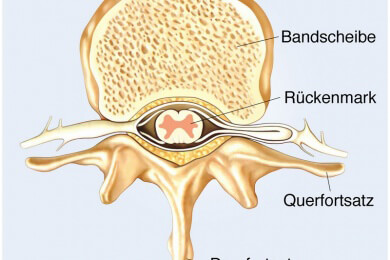 Im Rückenmark suchen durchtrennte Nerven sich manchmal neue Anschlüsse