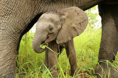 Gabun: Blutige Jagd auf Waldelefanten