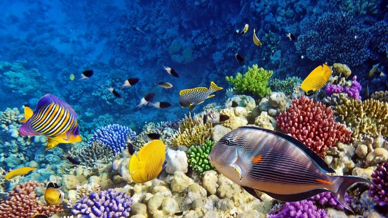 Korallen und Fische im Aquarium oder Meer