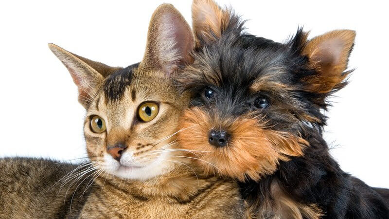 Braune Katze und kleiner schwarz, brauner Hund liegen aneinandergelehnt