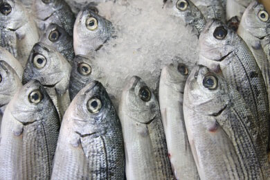 Zusammenbruch der Fischbestände vorausgesagt