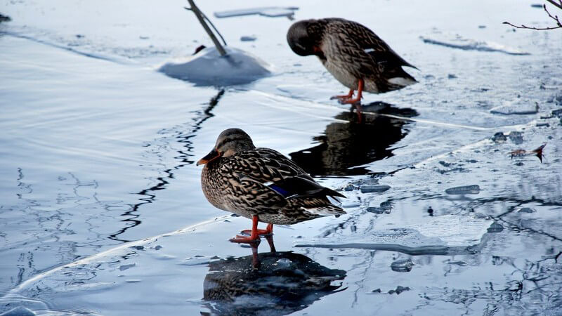 Zwei Enten auf Eisfläche an Wasser