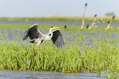 Eisenhydroxid bedroht die Tier- und Pflanzenwelt - in der Lausitz Elster, Pleiße und Spree betroffen