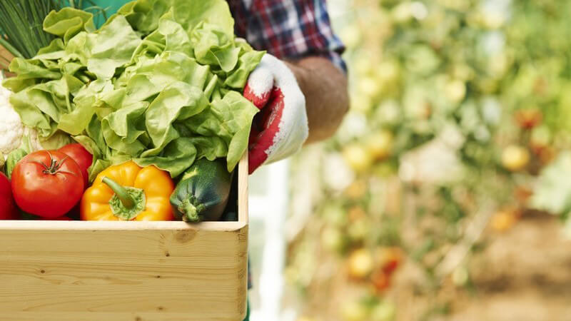 Gärtner trägt eine helle Holzkiste mit frisch geerntetem Gemüse wie Kopfsalat, Paprika und Tomaten