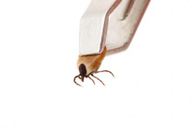 Zecken sofort entfernen - die Borreliose-Gefahr steigt mit der Zeit