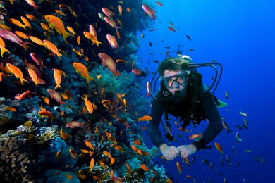 Steinkorallen durch Übersäuerung der Meere bedroht