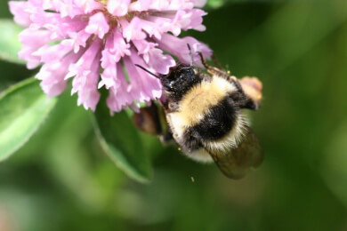 Hummeln können logisch denken
