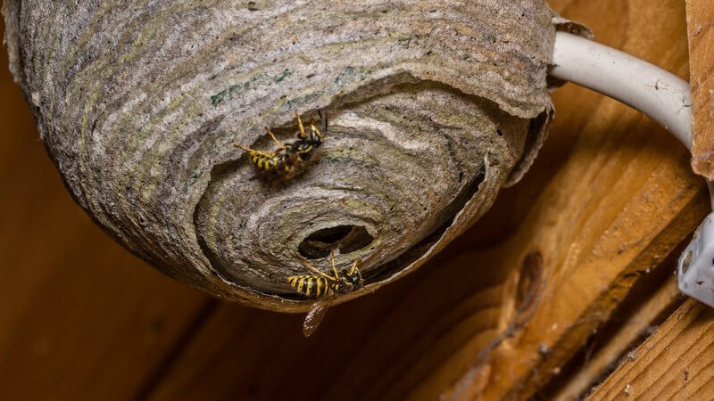 Zwei Wespen an einem grauen Wespennest an einem Kabel vor einer Holzwand
