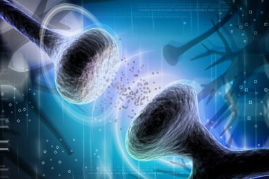Wie die Kontaktstellen von Nervenzellen miteinander kommunizieren