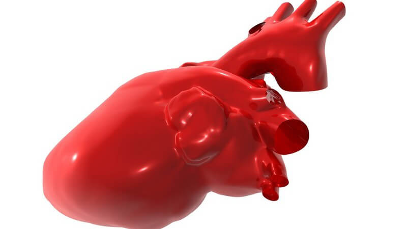 Rotes Modell menschliches Herz auf weißem Hintergrund