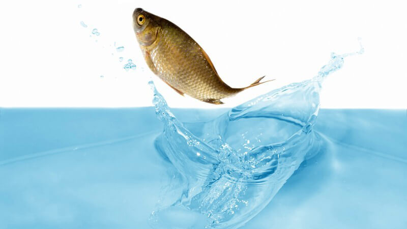 Fisch springt aus Wasser hoch, weißer Hintergrund