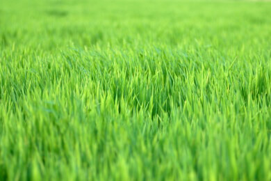 Stressfreie Gartenarbeit durch das Verlegen von Rollrasen