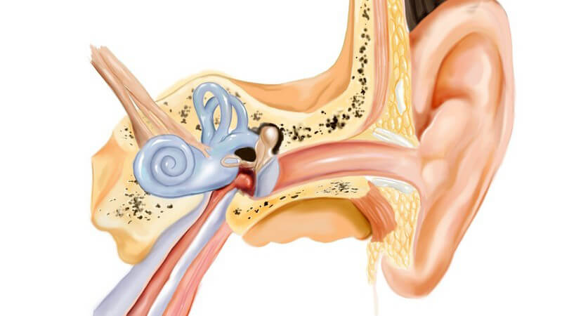 Zeichnung Anatomie menschliches Ohr auf weißem Hintergrund