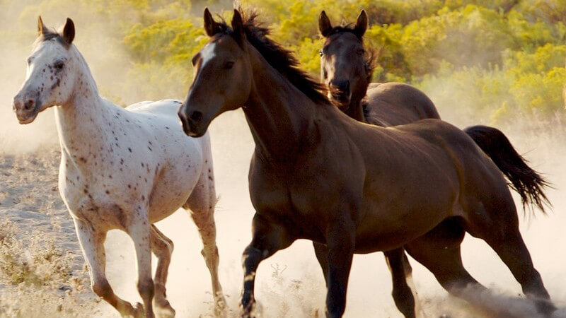 Drei wilde Pferde laufen durch Landschaft
