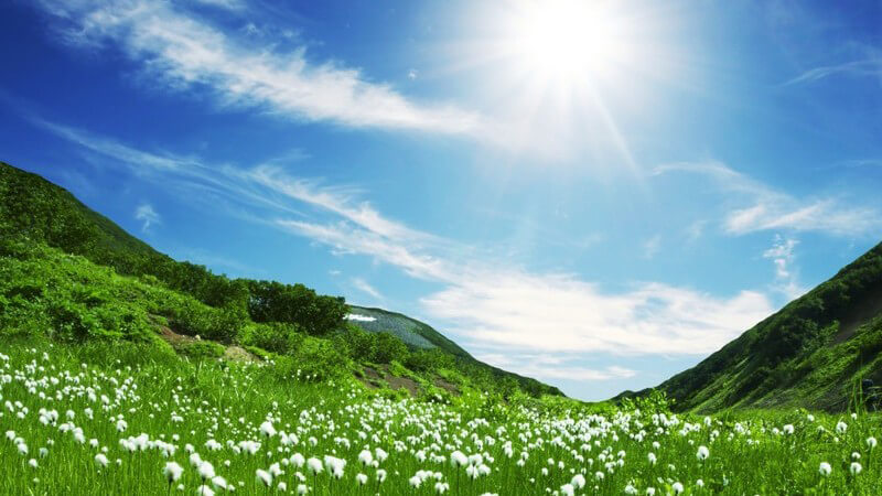 Bergwiese mit weißen Blumen unter strahlend blauem Himmel