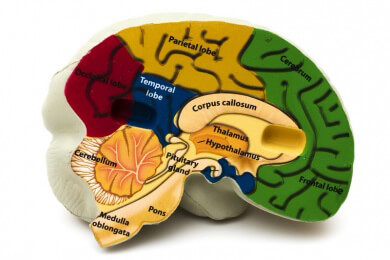 Besser in Mathematik dank großem Hippocampus - Grundschüler mit Hirnscan getestet