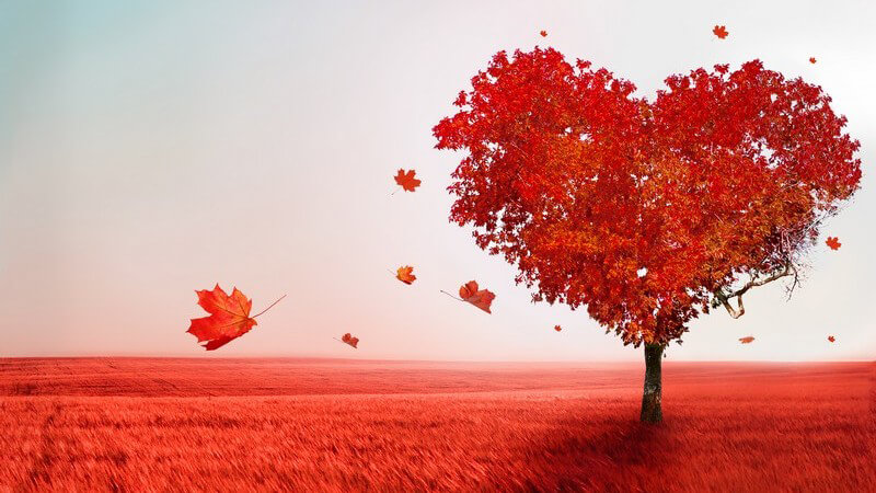 Rot gefärbter Baum mit Krone in Herzform auf roter Wiese, Baum der Liebe