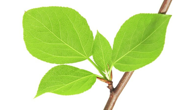 Zweig mit grünen Blättern auf weißem Hintergrund