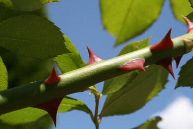 Rosen im Frühjahr richtig pflegen