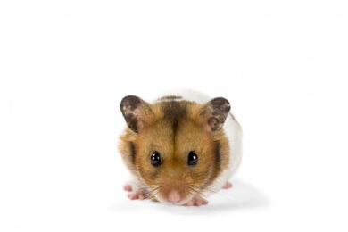 Goldhamster in der Natur mit anderem Biorhytmus als im Käfig