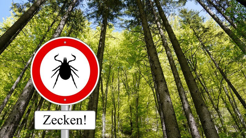 Zecken-Warnschild mit der Aufschrift "Zecken!" im Wald unter hohen Bäumen (Fotomontage)