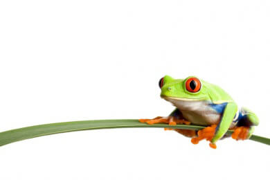 Forscher aus Arizona haben den bislang kleinsten Frosch der Welt entdeckt