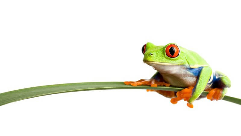 Hellgrüner Frosch mit roten Augen auf grünem Blatt