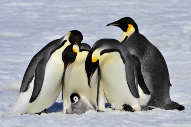 Warum Pinguine nicht fliegen können: Forscher erklären dies mit dem Energieaufwand