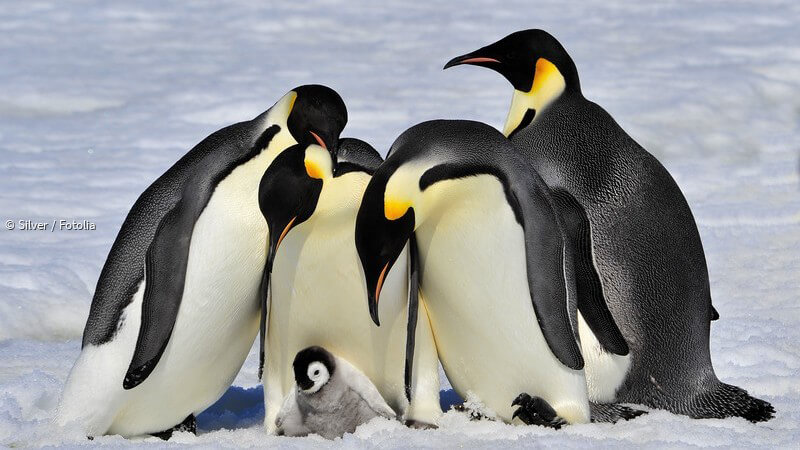 ᐅ Warum Pinguine nicht fliegen können: Forscher erklären dies mit dem  Energieaufwand