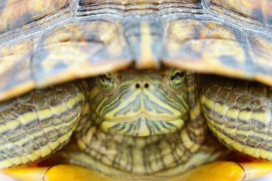 Forscher entdecken extrem seltene Schildkrötenart