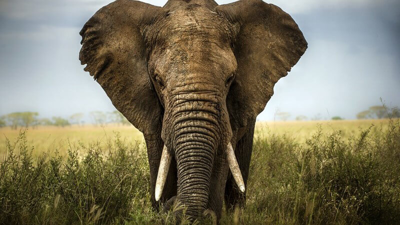 Vorderansicht Elefant in freier Natur, Afrika