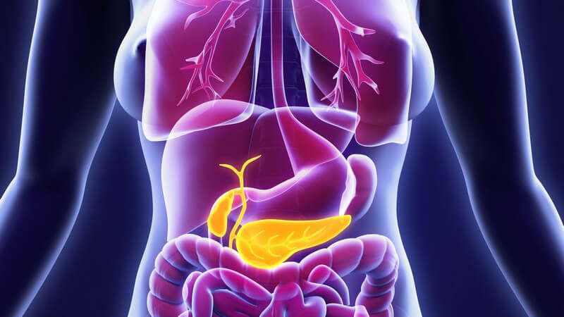 Grafik eines weiblichen Körpers mit lila dargestellten Organen, Gallenblase und Bauchspeicheldrüse gelb hervorgehoben