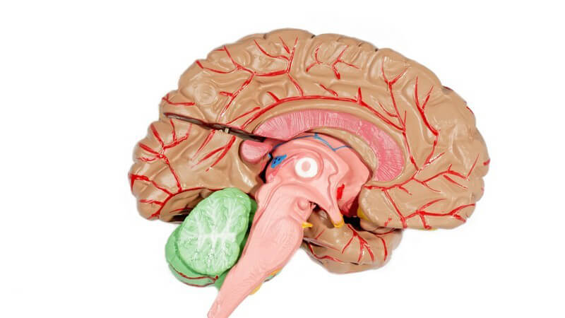 Lehrmodell menschliches Gehirn auf weißem Hintergrund
