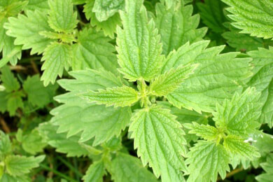 Natürliche Mittel für einen optimalen Pflanzenschutz