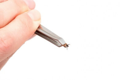 Tipps zur Entfernung von Zecken und Behandlung des Stiches