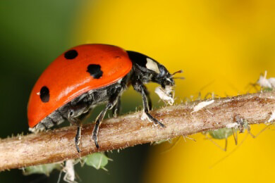 Gegen Schädlinge im Garten sollte man deren natürlichen Feinde zu Hilfe holen