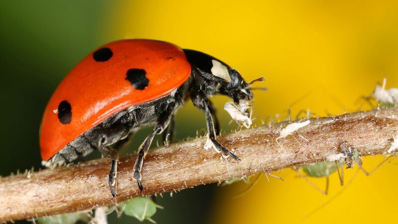 Roter Marienkäfer klettert auf einem Halm mit Blattläusen