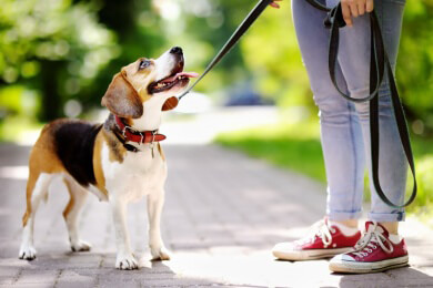 Farben spielen in der Wahrnehmung von Hunden eine größere Rolle als bislang angenommen