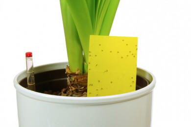 Neuer Feuchtigkeitsmesser soll ans Blumengießen erinnern