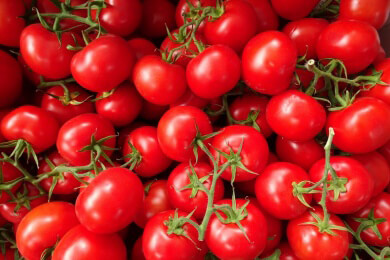 Der Ärger mit den Tomaten: Je schöner umso geschmackloser?