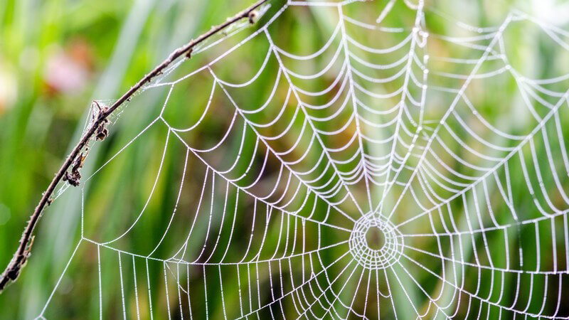 Spinnennetz an einem schmalen Ast in der Natur, ohne Spinne