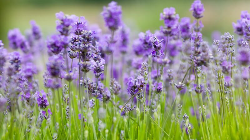 Blühender Lavendel auf grüner Wiese